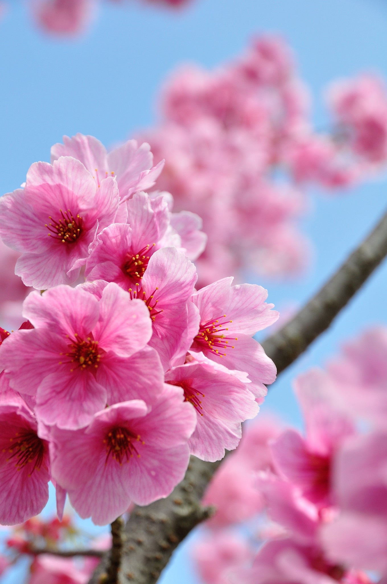 Rituals of Sakura car air freshener